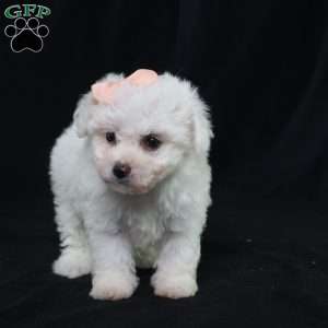 Nora (Tiny), Bichon Frise Puppy